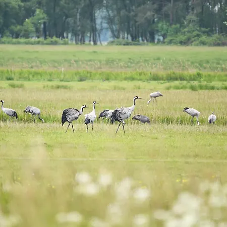 Vitus Bering - Modernes Urlaubsdomizil Zwischen Saaler Bodden Und Ostsee Lägenhet